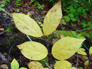 Sweetshrub fall leaf color